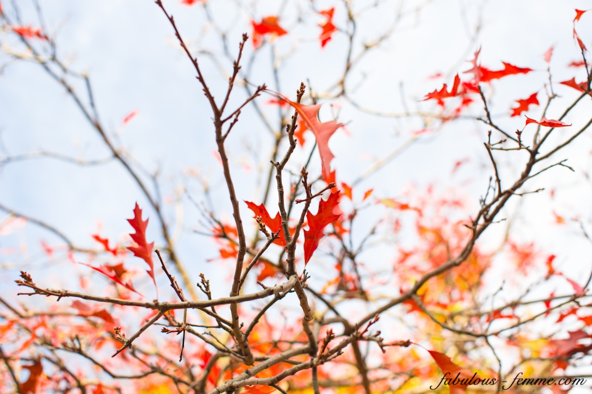 autumn leaves on tree falling
