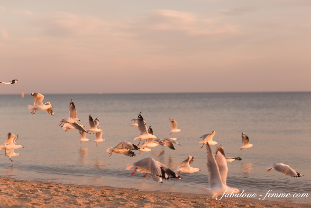 seagulls at the beach - sunset take off