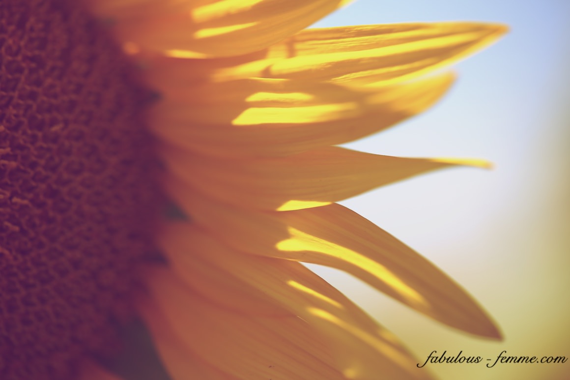 sunflower shots