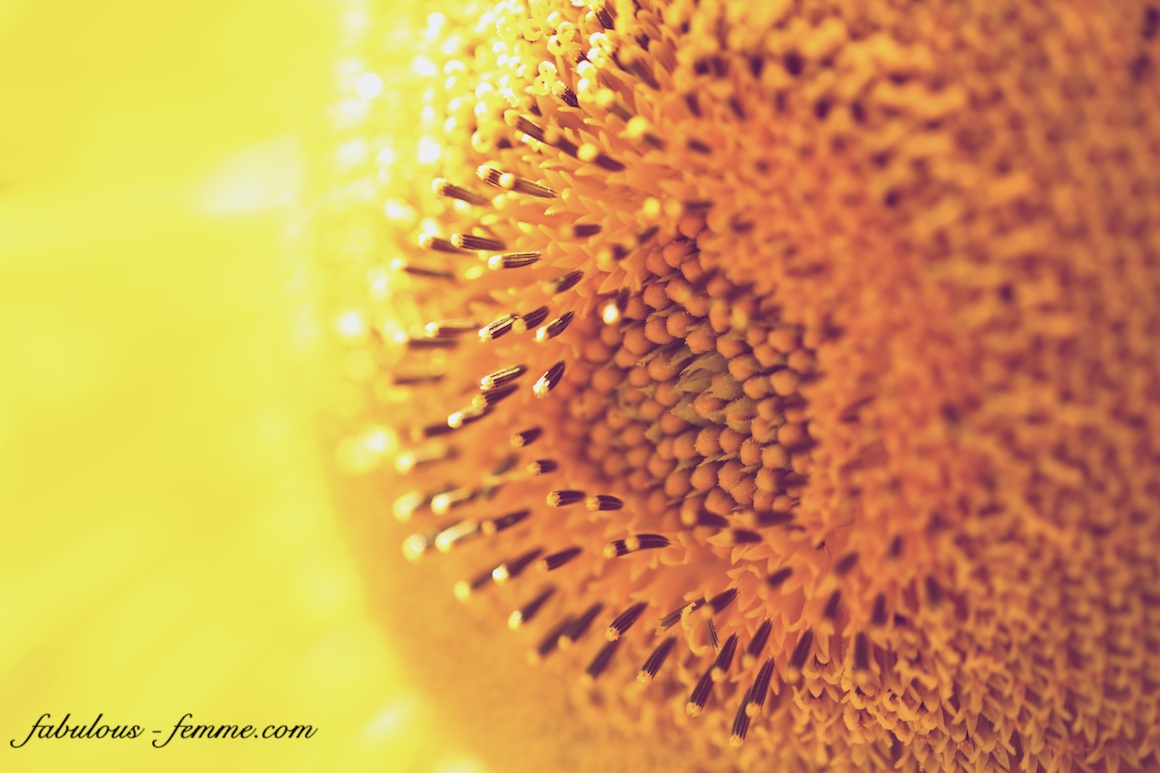 macro shot of a sunflower in tuscany italy