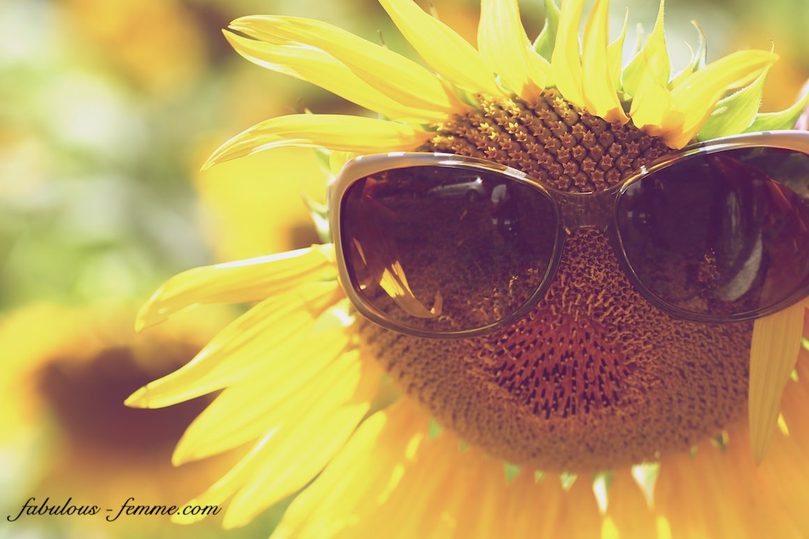 sunglasses on sunflower