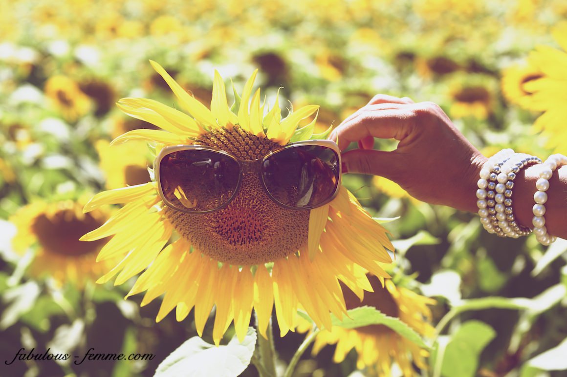 creative sunflower photography