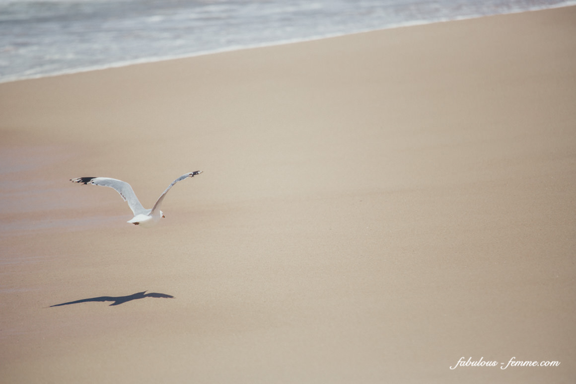 bird - seagull alone on beach