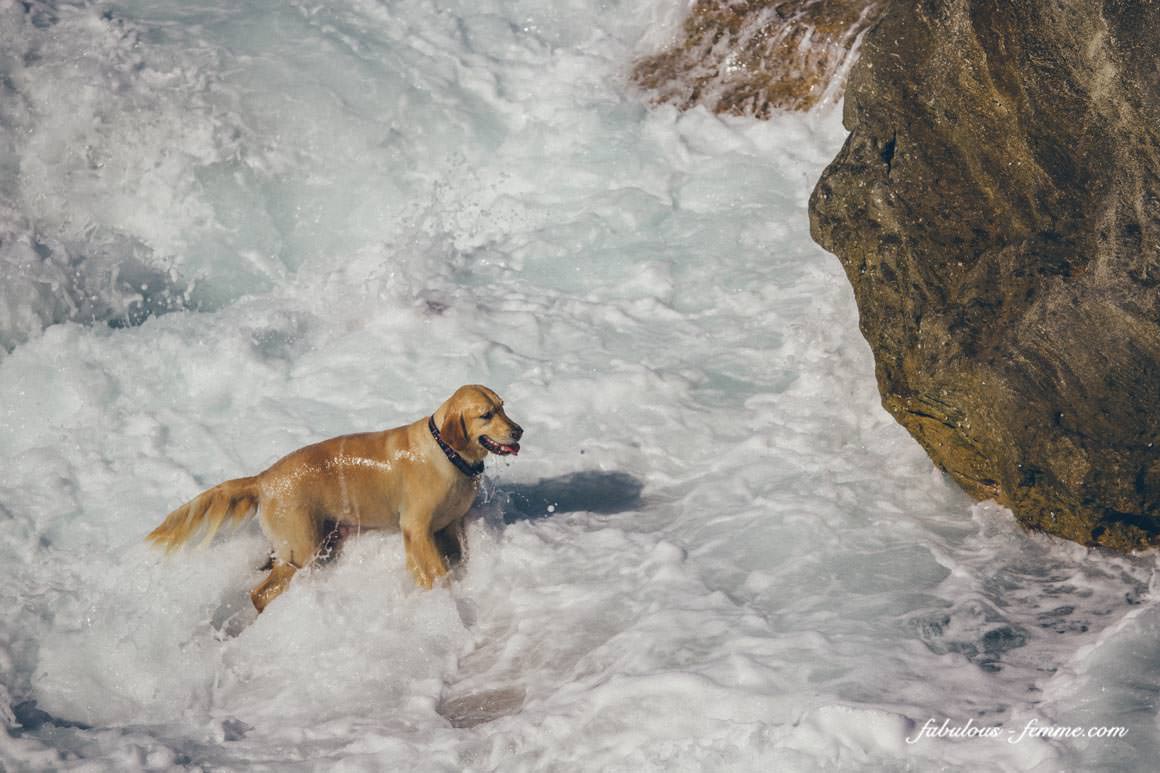 dog takes a bath in the ocean at bondi beach