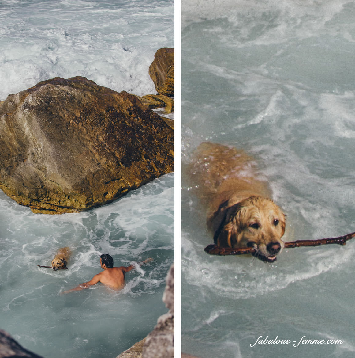 dog swimming in ocean