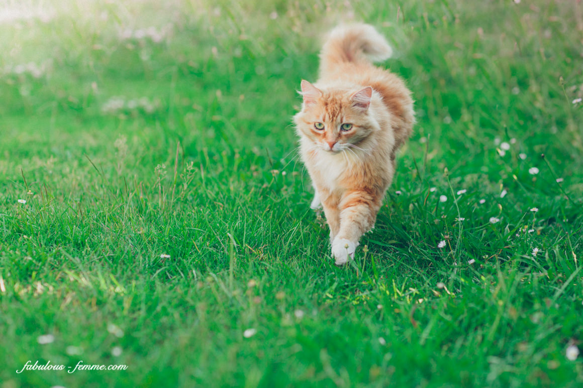 cat walking in grass
