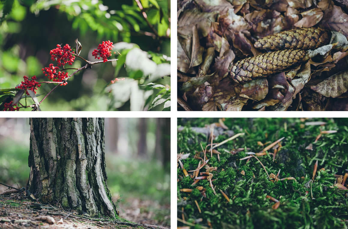 forest pictures - trunk - flowers - berries