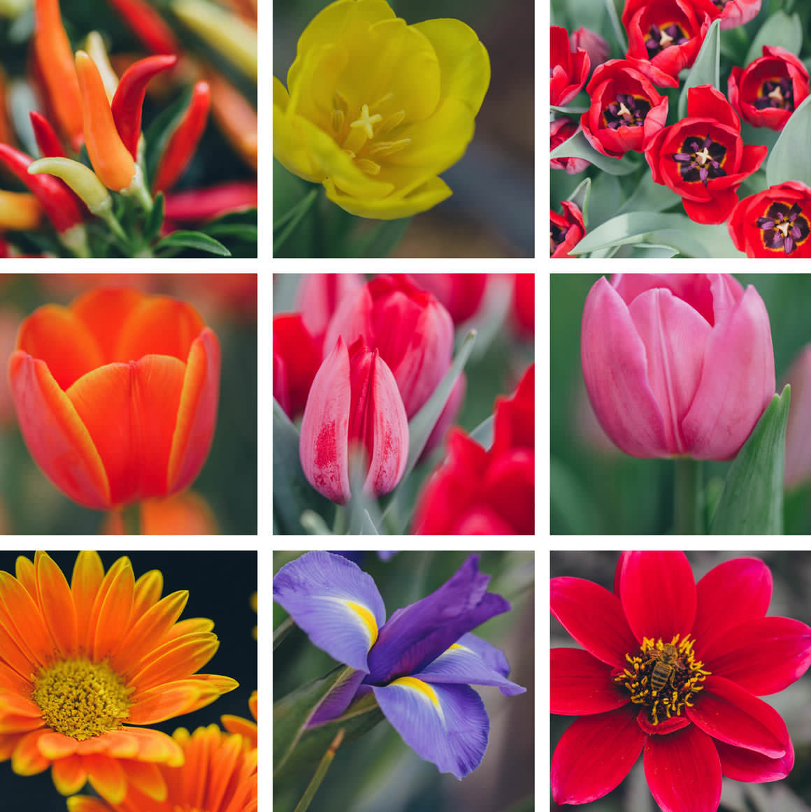 flower collage