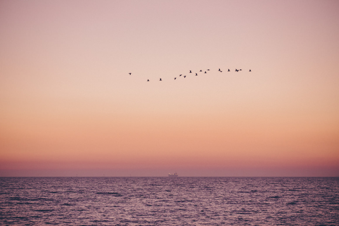 freedom birds sunset