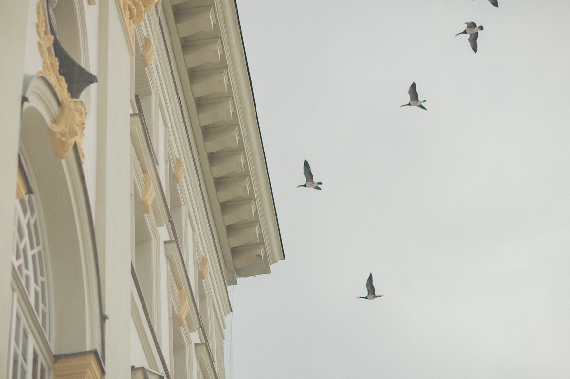 birds flying over castle