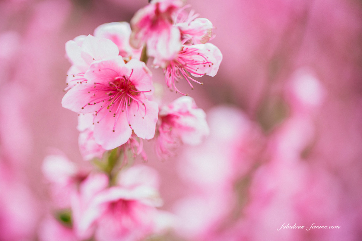 flowers and blossoms - pink peach 