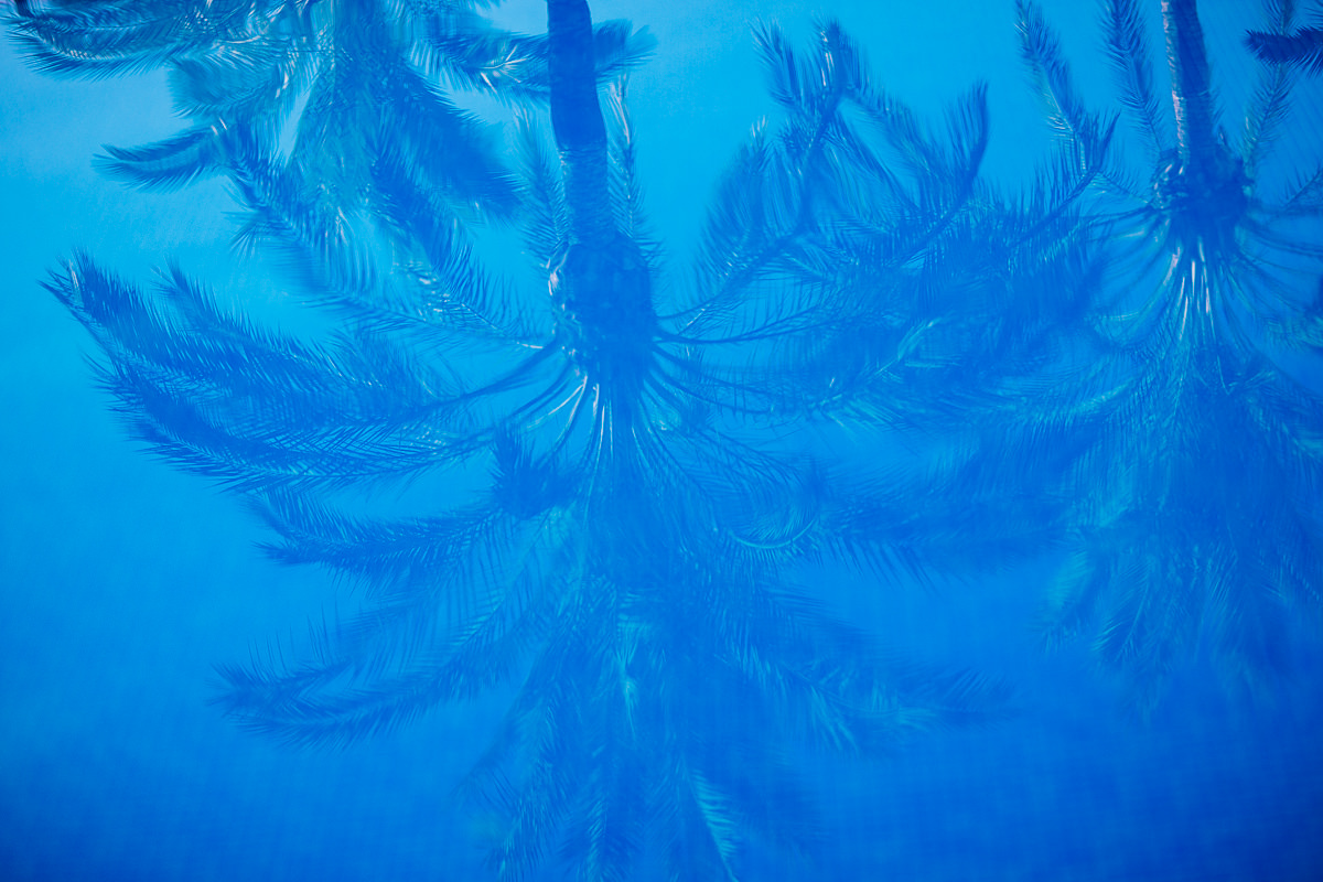 palm tree reflections in blue pool - creative photography