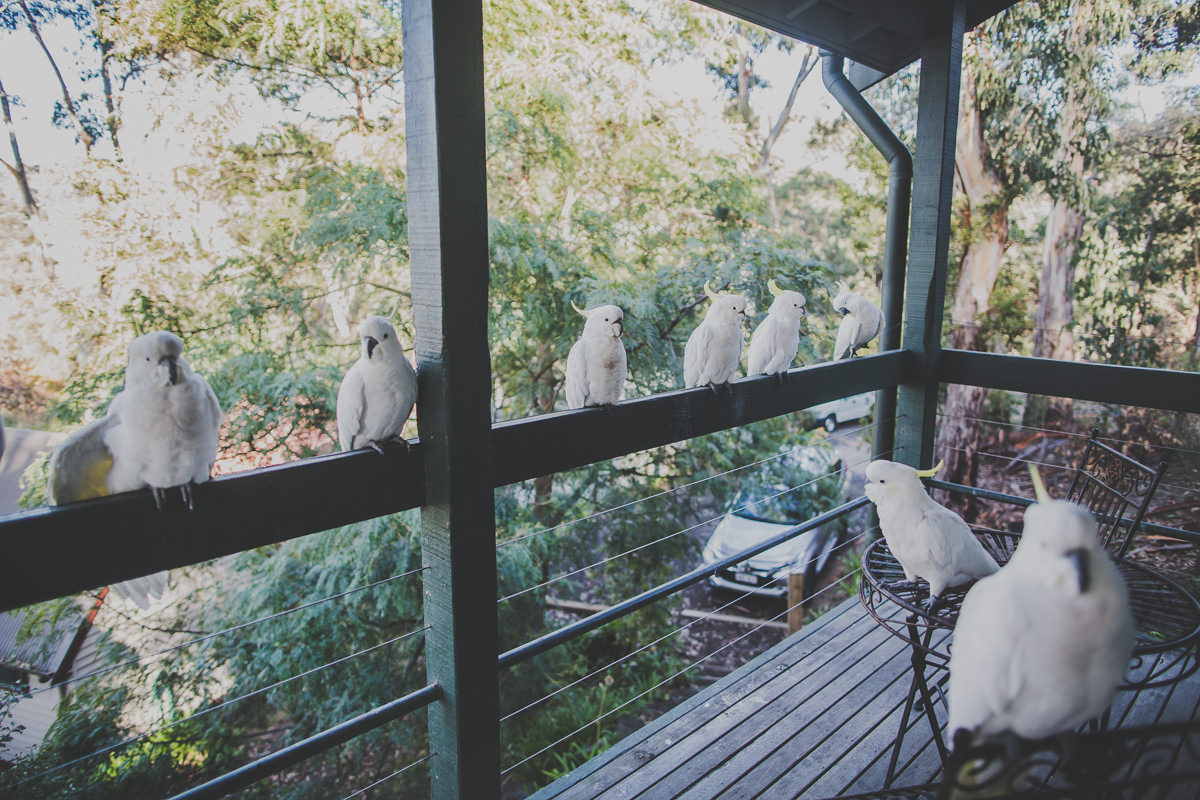 balcony view in lorne - cockatoos