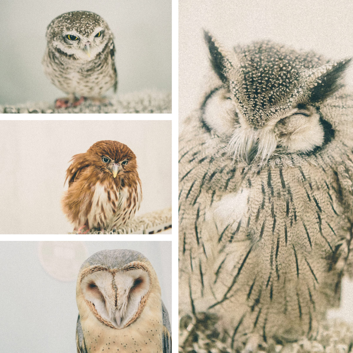 japanese owls