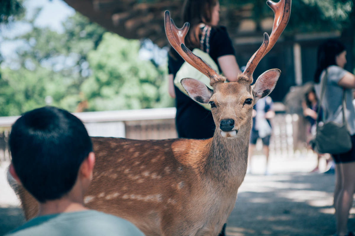 deer staring at child in nara park, japan