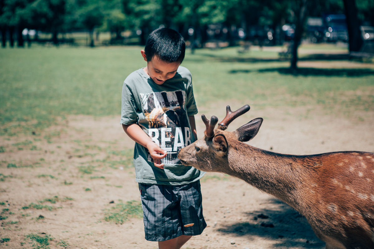 child feeding deer