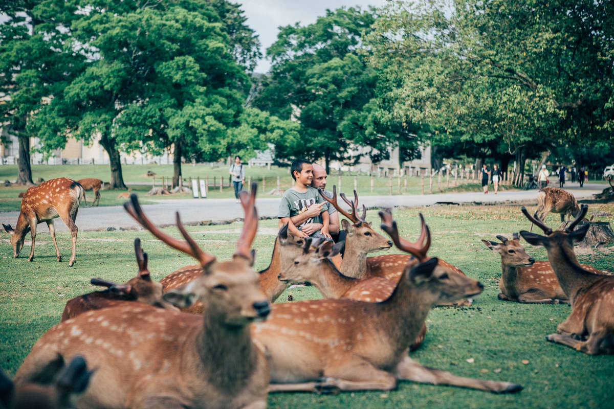 nara deer photos