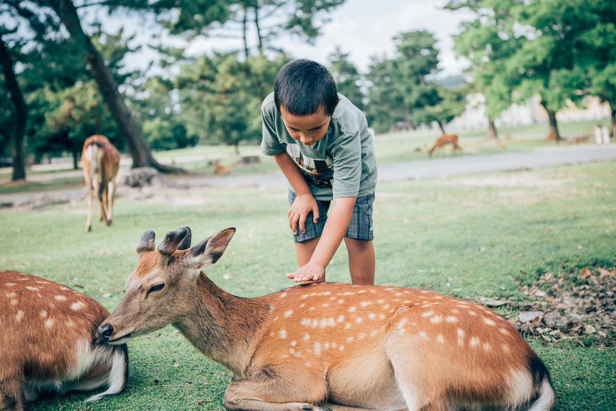 photo in nara deer park - japan close to kyoto 