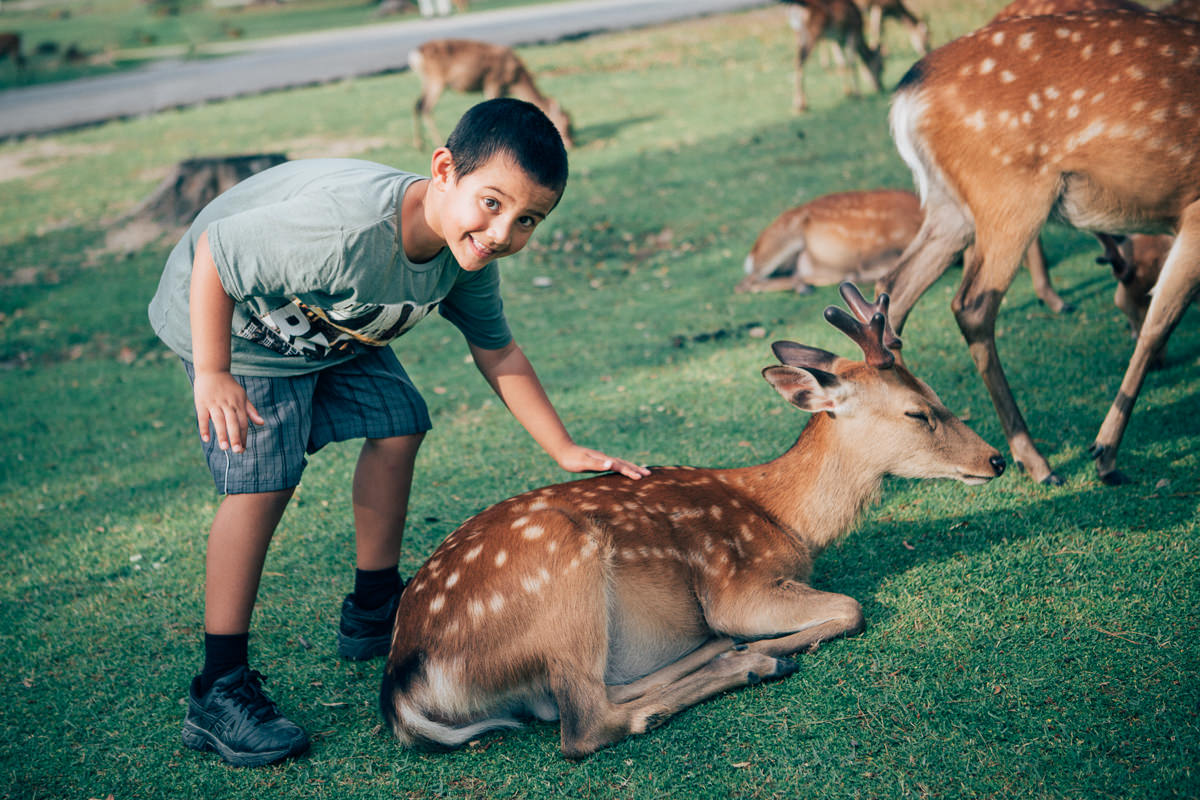 child petting deer in nara, japan - best photos