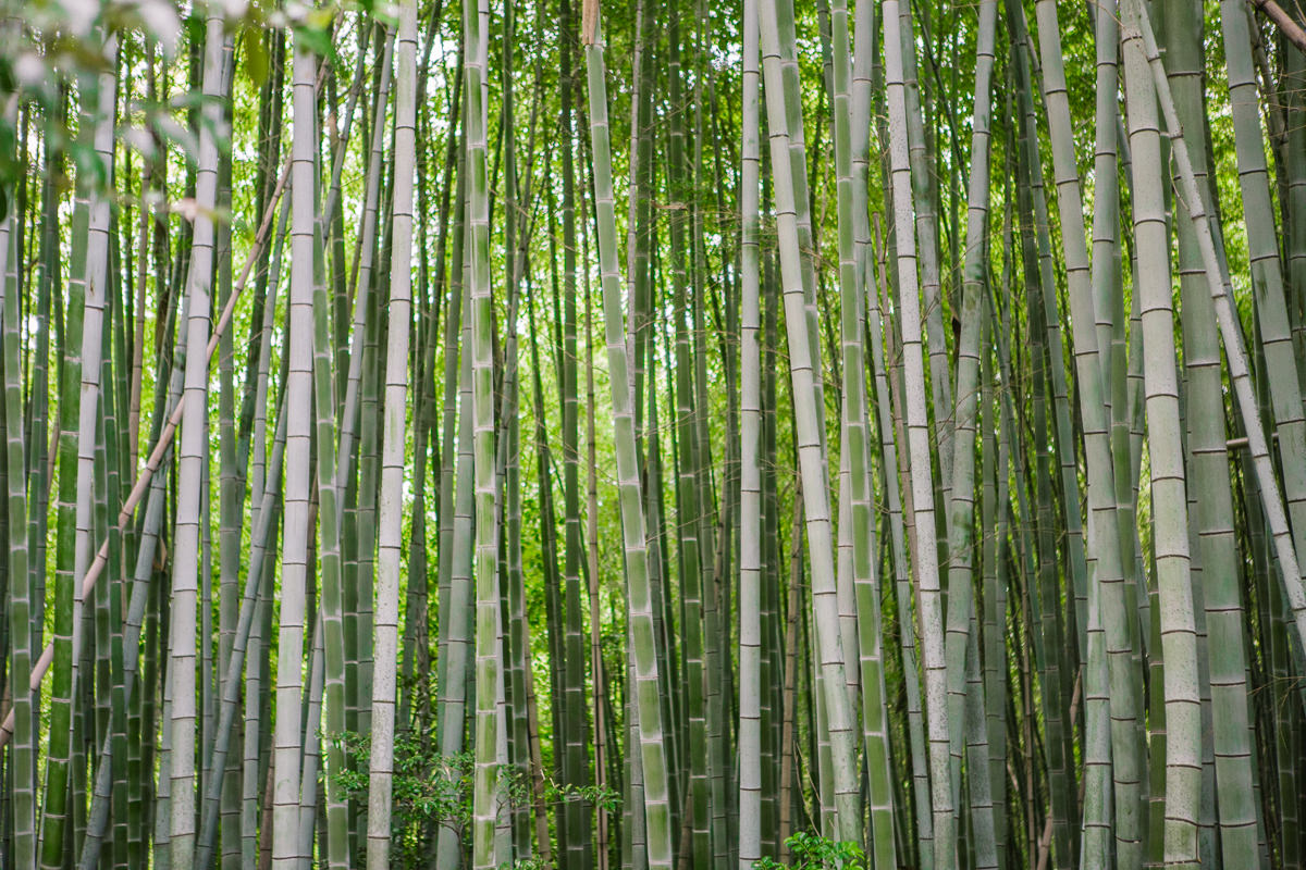 dense bamboo forest photo - green