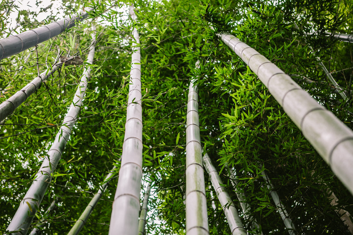 high bamboo