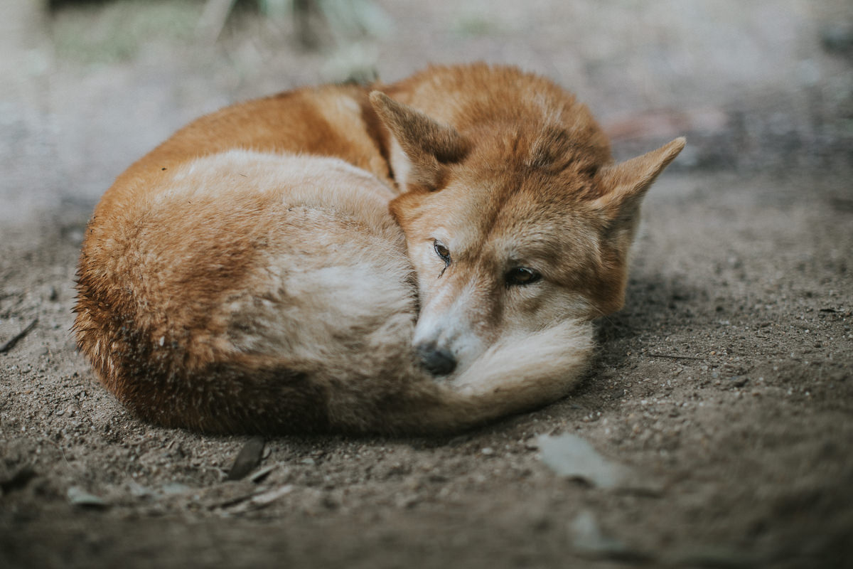 sleeping curled up dingo - australian animal