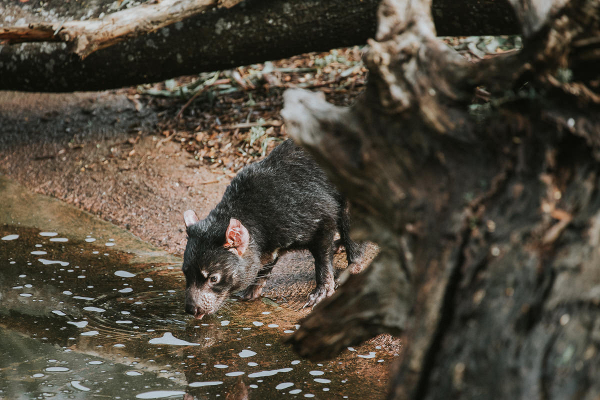 tasmanian devil drinking water at river