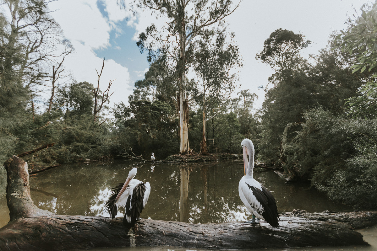 pelicans at lake in australia
