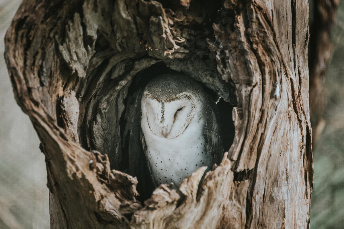 owl in tree trunk hiding