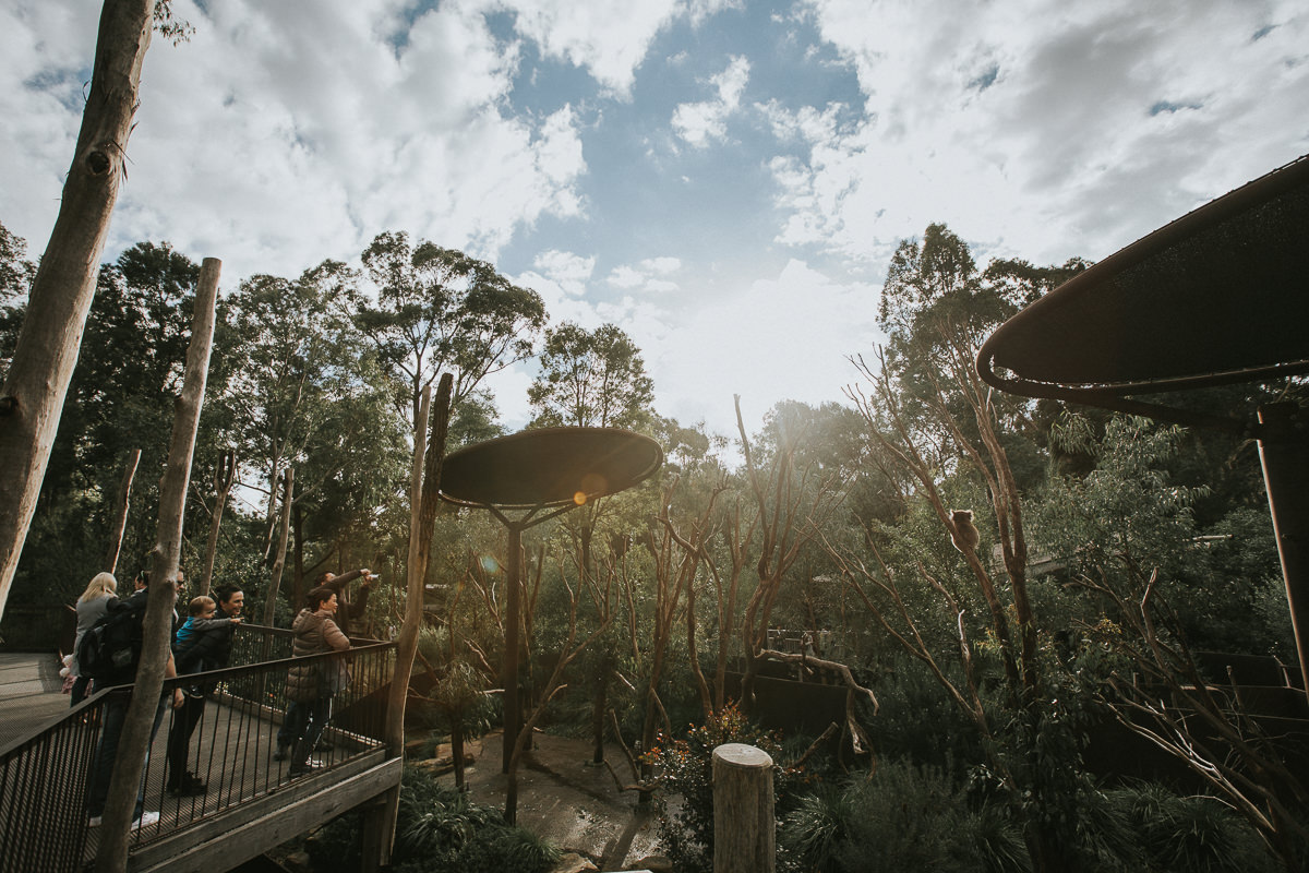 koala enclosure at healsville zoo