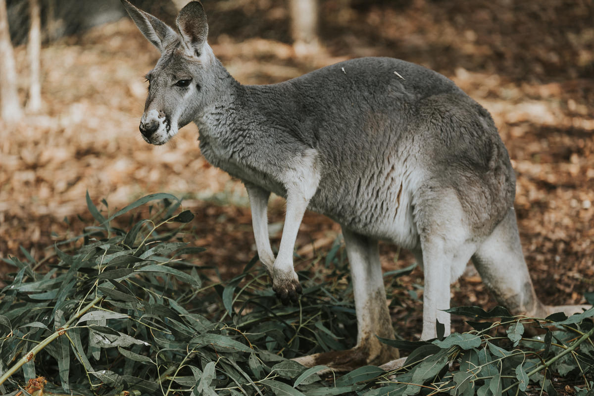 Australian animals - kangaroo 
