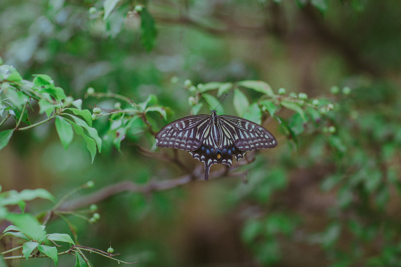 serenity - butterfly in garden