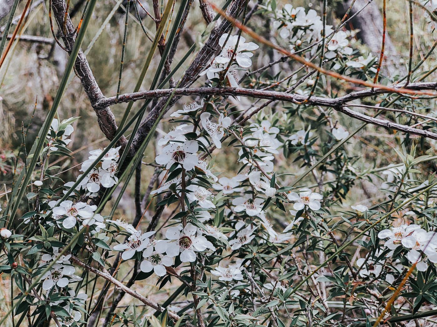 native australian flowers
