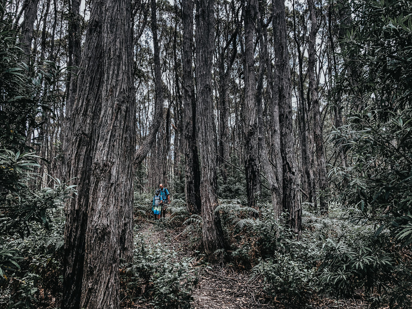 crossing a deep dark forest on a multiday hike