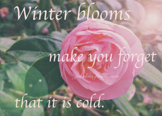 Winter blooms make you forget it's cold - Quote