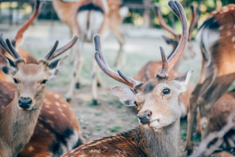 Travel the world - Deer Park in Nara, Japan