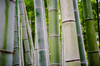 Travel experiences - Bamboo Forest in Kyoto