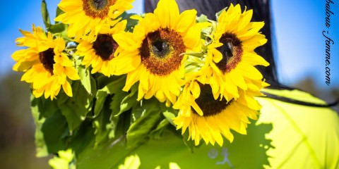 happiness-sunflowers