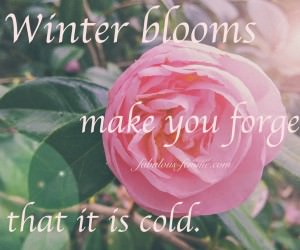 Winterblooms make you forget it's cold - Quote