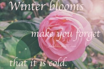 Winterblooms make you forget it's cold - Quote