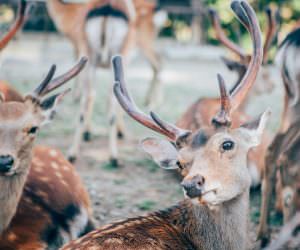 Deer in Nara - Travel Photography in Japan