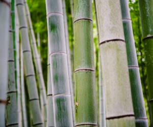 Travel experiences - Bamboo Forest in Kyoto, Japan - Melbourne Travel Blogger visits Kyoto