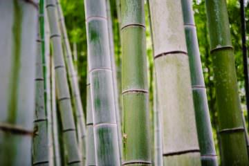 Travel experiences - Bamboo Forest in Kyoto, Japan - Melbourne Travel Blogger visits Kyoto