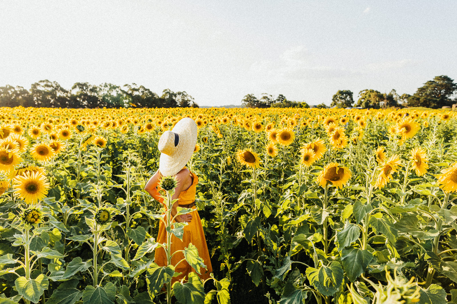 large sunflowerfield near Melbourne, Australia